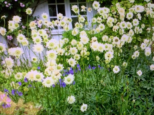 Giant scabious cephalaria - 6,