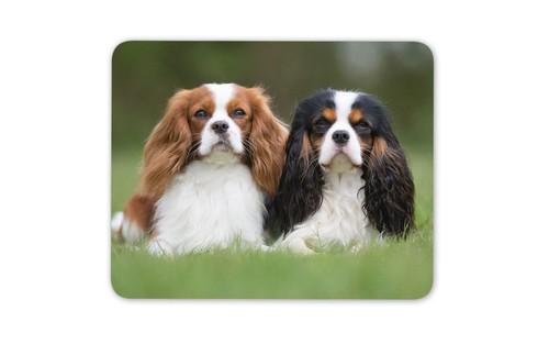 Cavalier king charles spaniels - king,