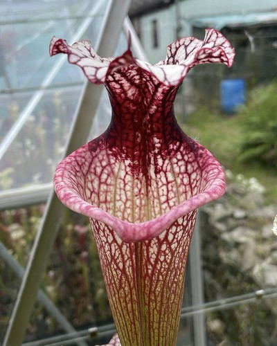 Sarracenia seed mixed - seed,,