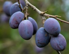 Damson Merryweather Plum Fruit Tree | 4-5ft Bare Root Tree By Direct Plants