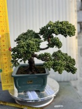 Bonsai Juniper 