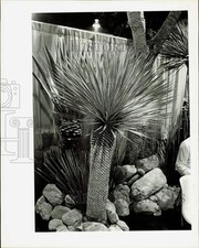 1984 Press Photo Yucca Rostrata plant in the garden - lra31440