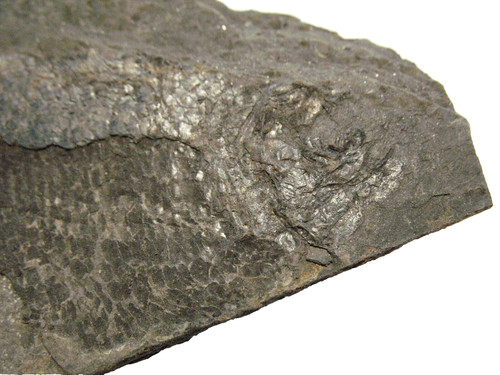Permian fish aeduella - permian,