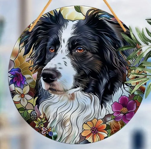 Sale border collie - sale!❤️,