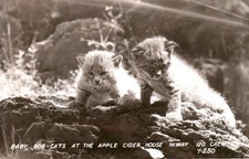 Vintage Baby Bob Cats Apple Cider House Oakdale Yosemite California Postcard 50s