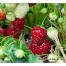 Strawberry 'Royal Sovereign' - 10 bare root plants FREE NATIONWIDE DELIVERY