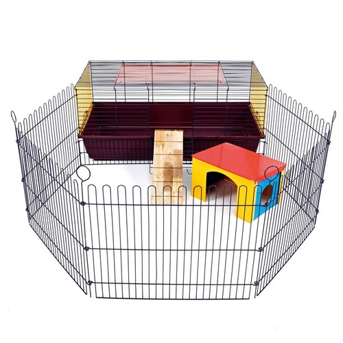Rabbit guinea pig pets animals - rabbit,