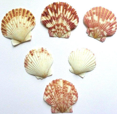 Scallop shells natural white - scallop,
