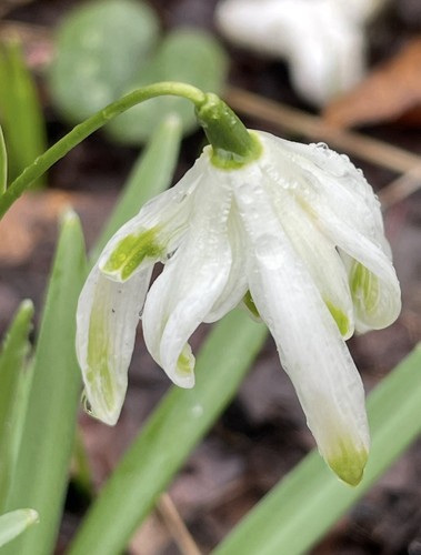 Galanthus nivalis octopussy - galanthus,
