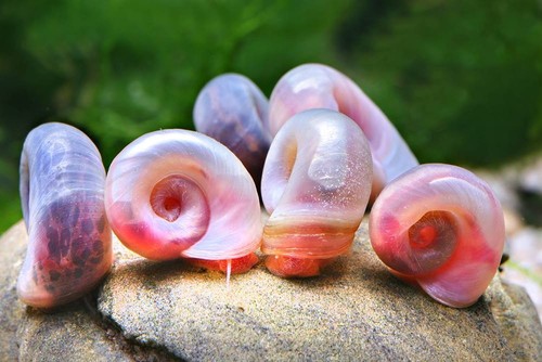 Pearl pink ramshorn snails 10x - ramshorn,
