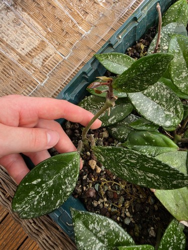 Hoya carnosa stardust - 'stardust',