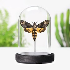 Death's Head Hawkmoth Butterfly Taxidermy Entomology Glass Bell Jar