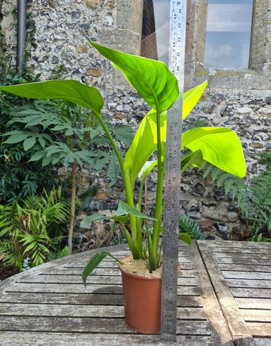 Strelitzia nicolai giant white - strelitzia,