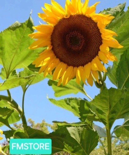 Giant sunflower - giant,