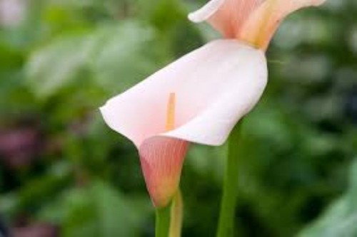 Arum lily pink - 'pink, seeds
