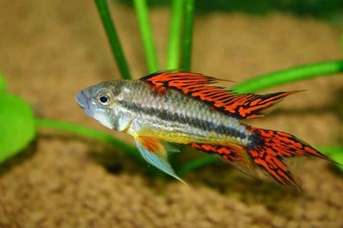 Apistogramma cacatuoides