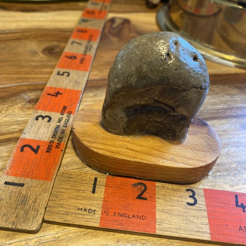 Fossil stone plinth - fossil, in
