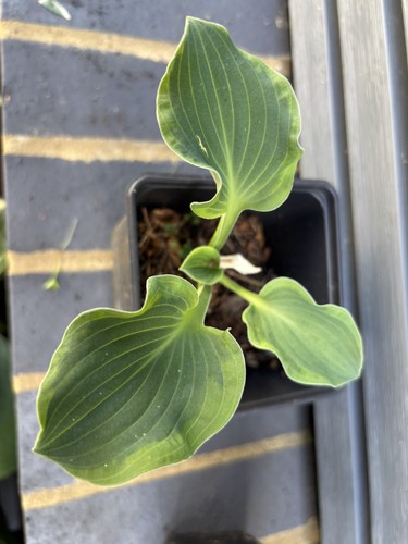 Hosta dancing mouse small - 'dancing, mouse'