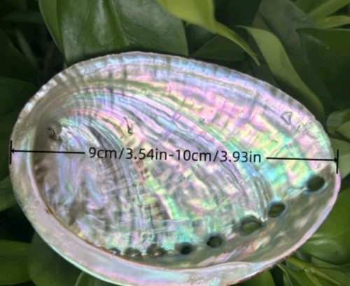 Abalone shell 100 natural - abalone,