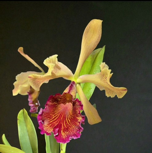 Cattleya dowiana aurea rare - aurea.,