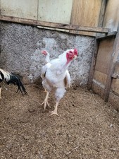 Shamo Organic Eggs(12)