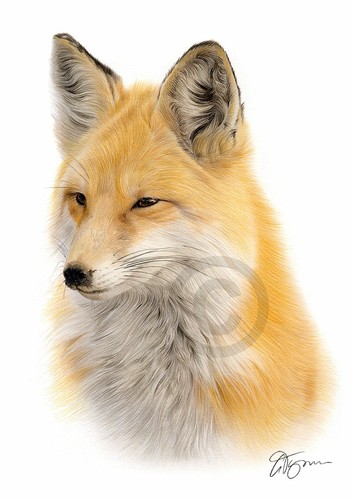 Red fox colour pencil - red, drawing