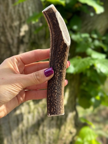 Red deer antler dog chew - antler,