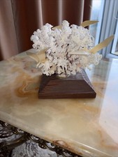 Vintage white coral - white,