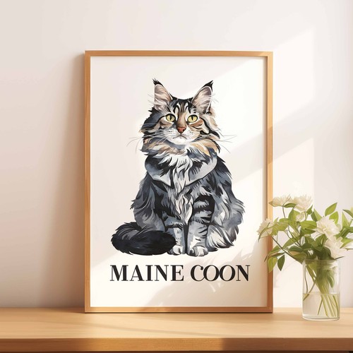 Maine coon cat - maine,