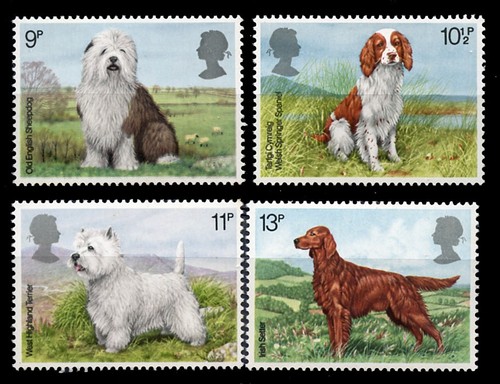 Old english sheepdog irish - english,