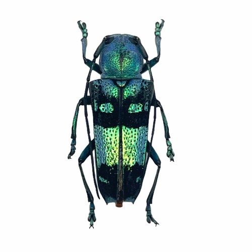 Pretty longhorned beetle - pretty,