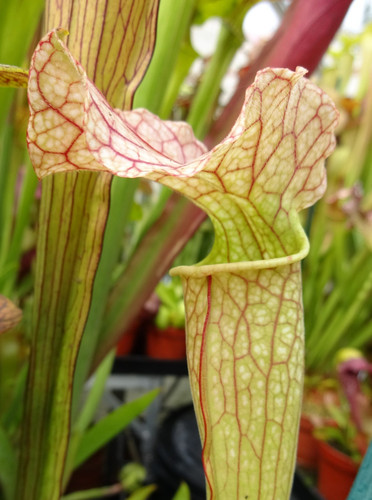 Sarracenia kentish - x, “kentish