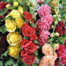 3 Hollyhock Chaters Double Mix
