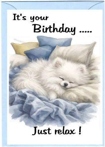 Pomeranian white dog birthday - pomeranian,