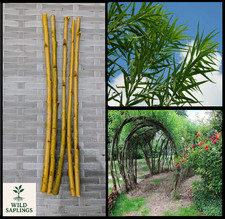 Common osier willow cuttings - osier,