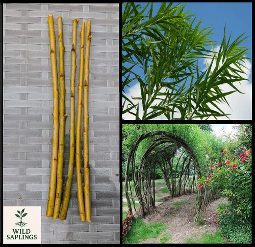 Common osier willow cuttings - common,