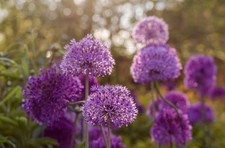 10x Allium Aflatunense Bulbs Purple Globe Spring Flowering Onion Hardy Perennial