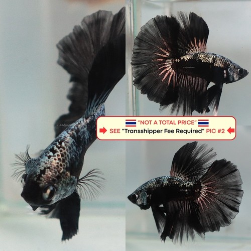 Live betta fish - live, --