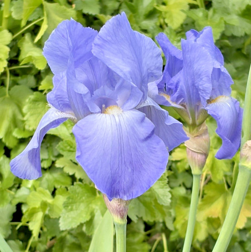 Bearded iris germanica - bearded,