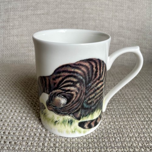 Roy kirkham cat kitten - roy,
