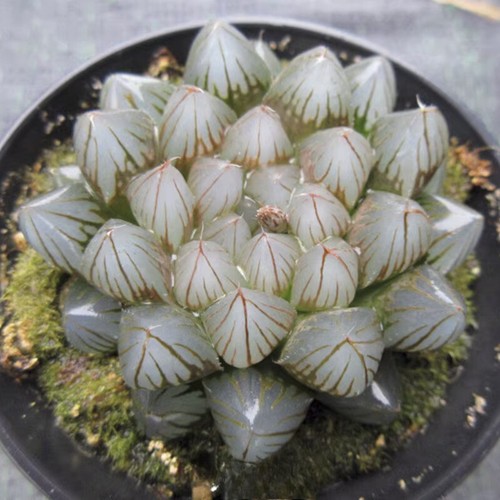 5cm succulent plant - plant, haworthia