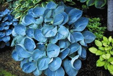 Hosta Love Pat AGM medium growing Hosta plant sent out in 2L pot or bareroot.