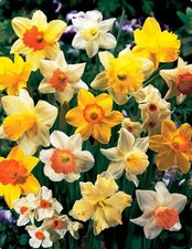 25 Mixed Daffodil Bulbs