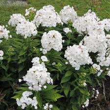 Phlox paniculata david - phlox,