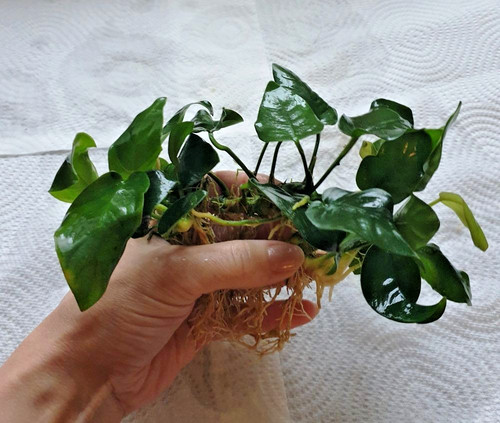 Anubias nana aquarium plants - anubias,