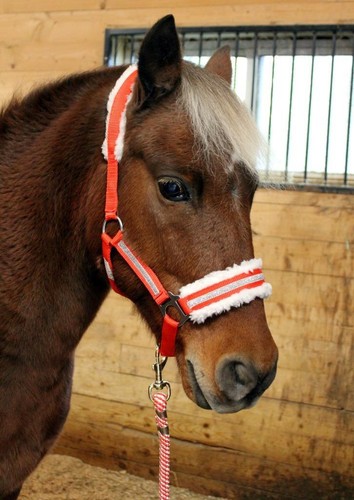Mini pony cob horse - horse, nylon