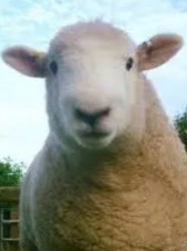Two devon close wool raw - x,