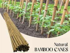 Heavy Duty Bamboo Canes 2.1m  / 7ft | 14 to 16mm | 50 Pack Thick Plant Support