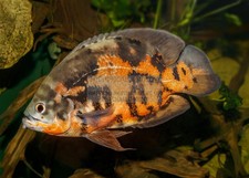 OSCAR FISH KARLSRUHE ZOO