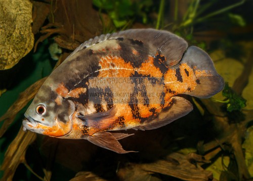 Oscar fish karlsruhe zoo - oscar,